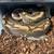 Ball Pythons Rehoming 7 thumbnail