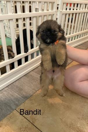 Cachorros machos mezcla de Shih Tzu63967146903043120