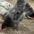 Roosters 3 thumbnail
