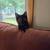 4 month kitten 2 thumbnail