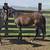 2 yo Bay Mare Horse 4 thumbnail