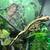Crested gecko (Het Empty Back) 7 thumbnail