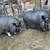 Friendly Pot Belly Piggy's Petting Zoo Retiree's 5 thumbnail
