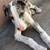 Great dane 4 thumbnail