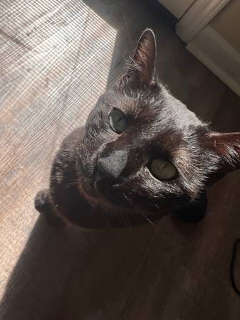 Female black cat 1