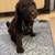 Golden Doodle Puppies (Standard Size) 7 thumbnail
