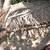 Large Bundle of Dried Cherry Wood Sizes Kindling to 6" Diameter Logs 2 thumbnail