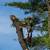 A Contract Climber-- Tree Work Specialist-- American Small Business 9 thumbnail