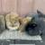 Farm animals 9 thumbnail