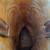 Justin cowboy boots 5 thumbnail