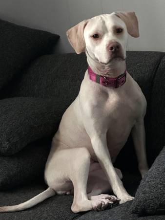 Free Dog - Experienced home needed - reactive (crate trained) (Gastonia)63927795570690120