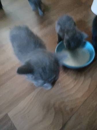 Kittens available63956405765507124