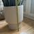 Giant Snake Plant In West Elm Alabaster Bishop Planter 5 thumbnail