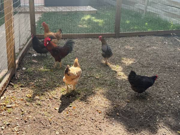chickens - laying hens63667232625793123