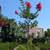 Crepe Myrtle Tree 15 thumbnail