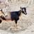 Nigerian Dwarf Does 6 thumbnail