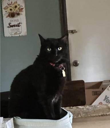 Missing Black Cat (Aurora)63921242632835122