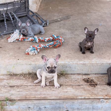 Rehoming French Bulldog 1