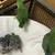BaBy Parrotlets 1 thumbnail