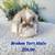 Adorable Holland Lop Baby Bunny 10 thumbnail