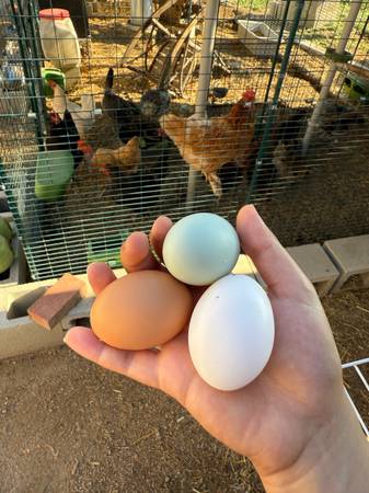 Fresh Organic Pasture Raised Eggs 1