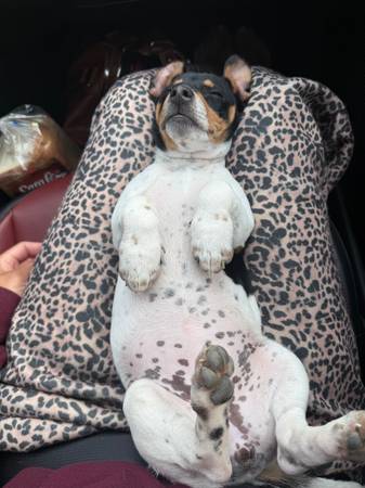 Cachorro de fox terrier442954380393195522