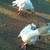 Birds Goslings Pullets 5 thumbnail