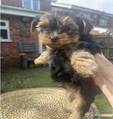 Looking for new home 1