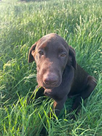 Chocalate Lab Puppys 1