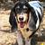 Dog sitter needed 5 thumbnail