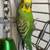 Male Parakeet 2 thumbnail
