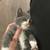 Kittens need Forever home ! 5 thumbnail
