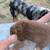 Standard Aussie puppies 4 thumbnail