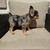 Merle fluffy French bulldog 4 thumbnail