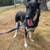German shepherd Mix 2 thumbnail