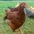 Rhode Island Red Chickens/Pullets 2 thumbnail