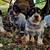heeler/beagle mix pups 1 thumbnail