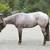 AQHA Mare 2 thumbnail