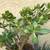 Jade and zebra plants in a pair of glazed pots 3 thumbnail