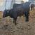 Angus steers 6 thumbnail