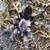 Tarantulas 2 thumbnail