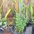 Epidendrum Little Orchid 1 thumbnail