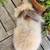 French Angora Bunny Rabbit Chocolate Tort 3 thumbnail