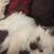 Ragdoll kitten 2 thumbnail