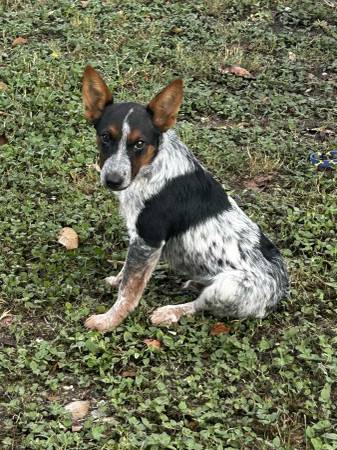 Cachorro de 3 meses de blue heeler necesita un hogar (Magnolia)63859314333185120