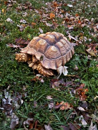 Sulcata tortoise 1