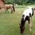 TN Walking horse 2 thumbnail