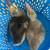 Sebastopol Goslings (Geese Babies) 2M/3F 19 thumbnail