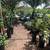 CITRUS TREES $20 - MORE THAN 5000 TREES - 50 CITRUS VARIETIES IN STOCK 4 thumbnail