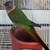 Hand fed conure 13 thumbnail